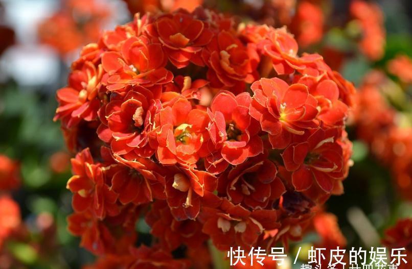 家里养花,不妨从“5福4财”中选,好养好寓意,好看又吉利