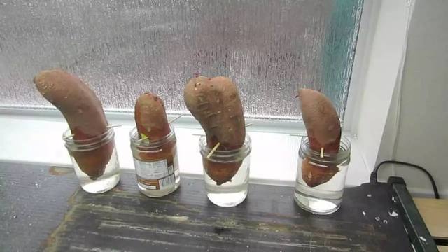 生芽的土豆，不是“废物”，丢在花盆，长出一盆”富贵竹“还能吃