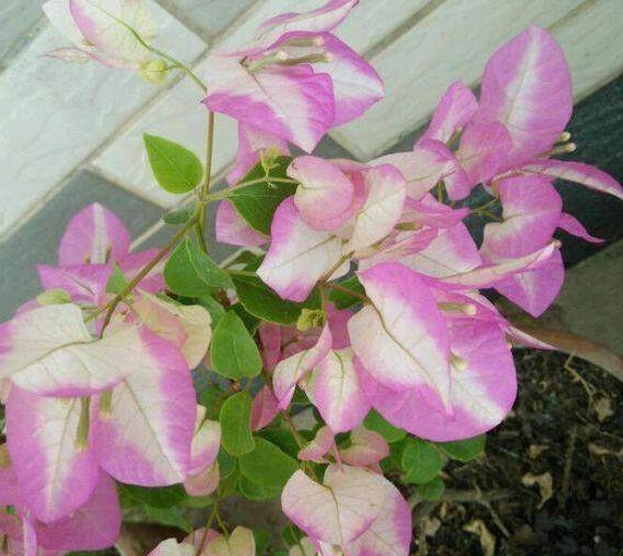 “小东西”扔盆里，盆栽都疯长，10年不施肥也能叶绿、根壮、花大