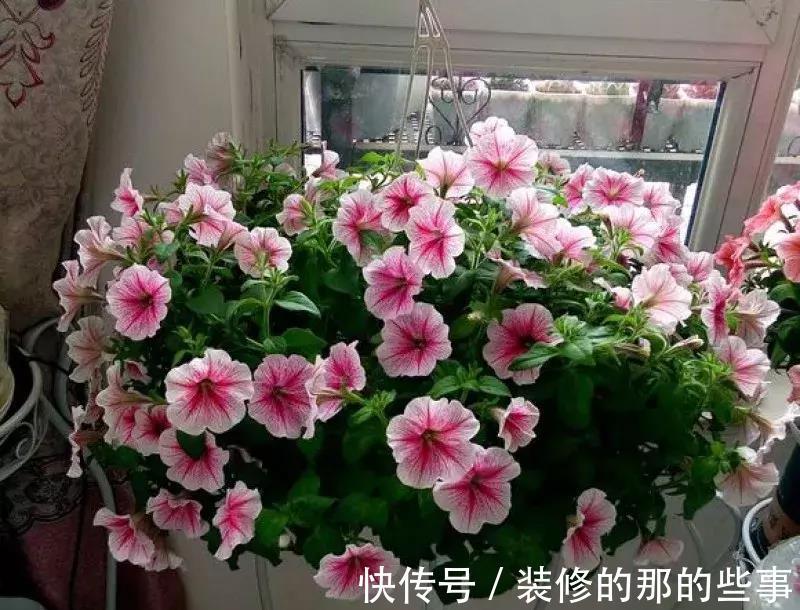 酸碱度|养花全靠1句话,这样养花保证能活
