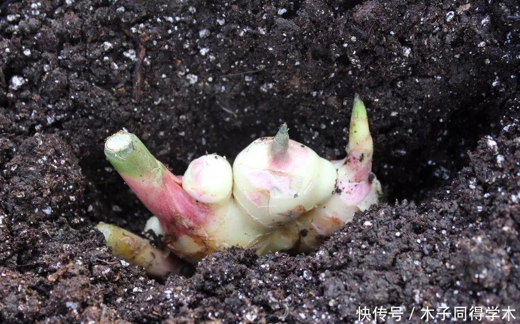 盆栽|阳台种生姜,只用泡沫箱,挖出几十斤,轻松收货“姜山”