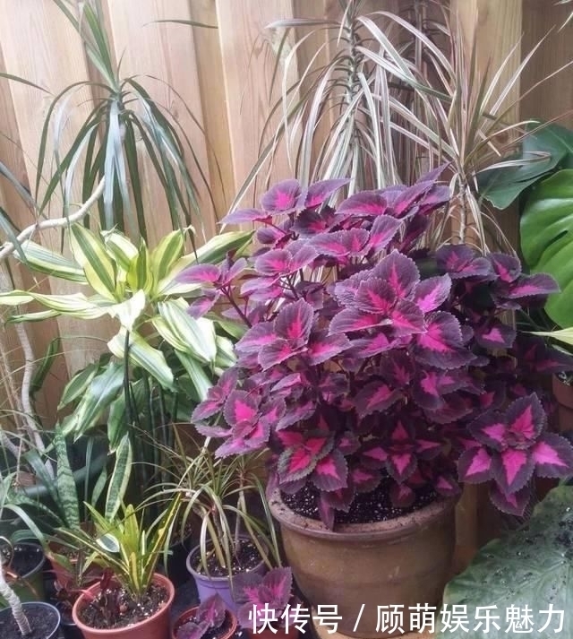 叶片上长满斑块的红边椒草,比圆叶椒草好看几倍