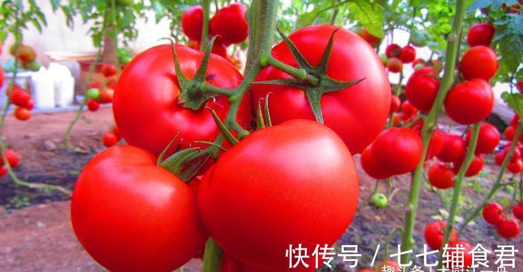 晾晒|腌西红柿的季节到了,一次腌制15斤,简单易做,吃一年不怕坏