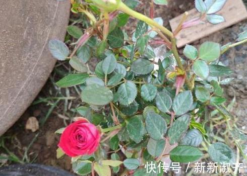 养花就用它做花肥，半年追加一次，比柳枝水、阿司匹林实用