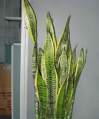 虎尾兰怎样长得快？