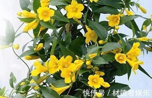 芳香|冬季一定要养的芳香花卉——法国香水藤，比法国香水还像，花还美