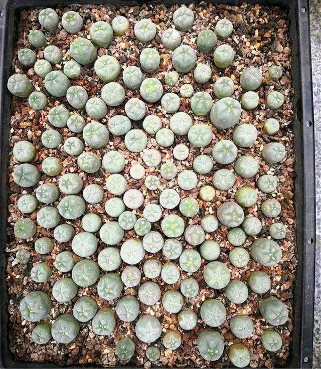 大一被忽悠300元买1盆“多肉”,毕业时一数爆了200个崽,太值了