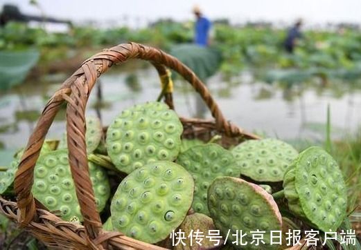 藏红花水|莲子要不要去芯？藏红花一次泡几根？北京号带您了解日常养生小知识