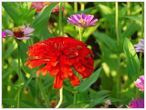 波斯菊|5种花，花朵繁茂绚丽，耐旱耐晒，忘了浇水也无妨