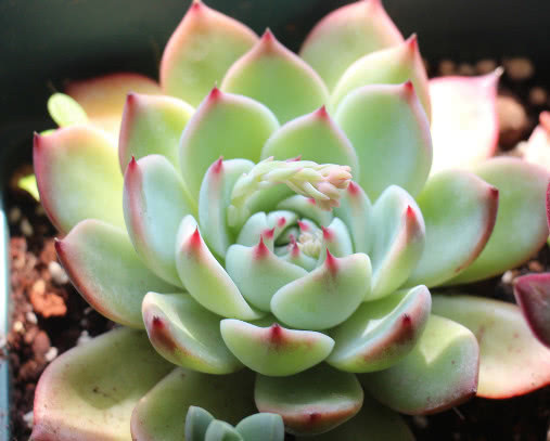 多肉吉娃莲怎么换盆教你3个小步骤,换盆后长势旺盛更艳丽