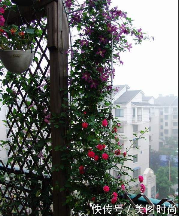 50㎡露台打造“空中花园”，每天看着精心培育的花儿，惬意啊！