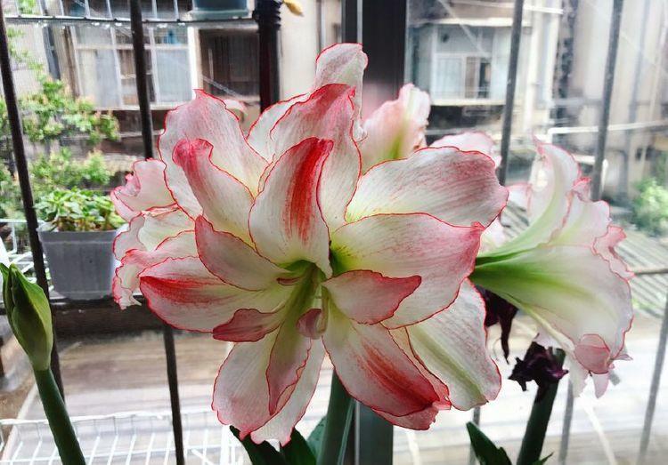 友好|4种花是爆盆能手,好养易活,对待新手很友好