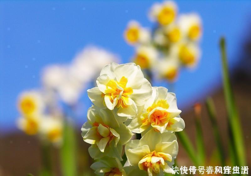 凌波|此花所代表的是思念,也是深深的爱恋,是很传统的花卉