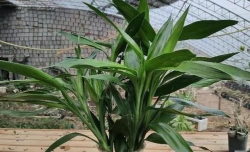 天冷水培富贵竹怕结冰、怕冻伤根部，就抓紧时间上盆土培吧！