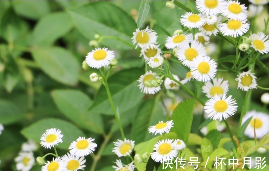 现实生活|6月底，桃花运暴涨，点亮爱情，3大生肖梦里梦外都是你，纸短情长