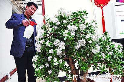 此花被称作“厚脸皮树”，殊不知，它旺宅还养人，能当“传家宝”