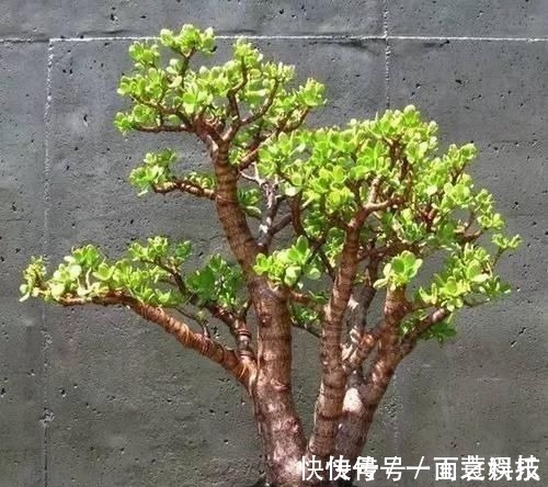 金枝玉叶|养3种树,越老越值钱,5年变老桩,盆盆都值2000元以上