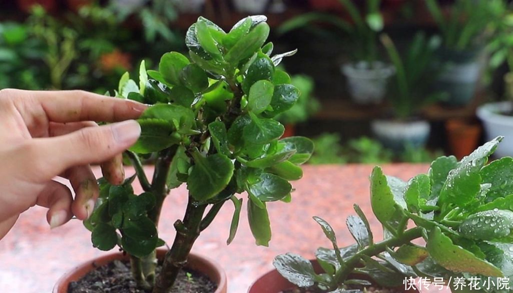 发财树|5种花，就得小盆养，花盆越小，长得越旺