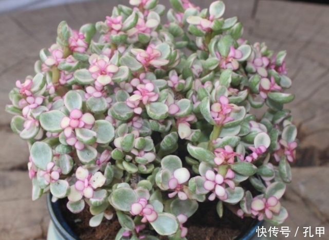 四种老年人适合养的花,又容易养又能让他们打发时间!