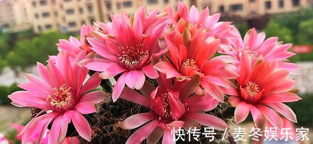 光照|仙人球中的“劳模”绯花玉,满足3个“小条件”,次次开花十几朵