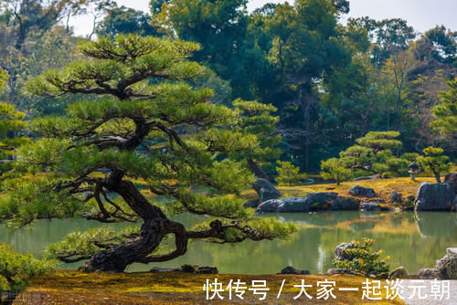 松柏类|松柏盆景是盆景界的长寿树,教你日常养护的要求和技巧,长势旺盛