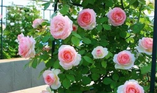  迟迟|月季花迟迟不开花？可能是1种东西在捣乱，发现一个剪一个
