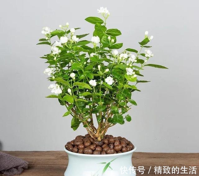 养茉莉花,春天有3件事赶快做,晚了小心不开花!