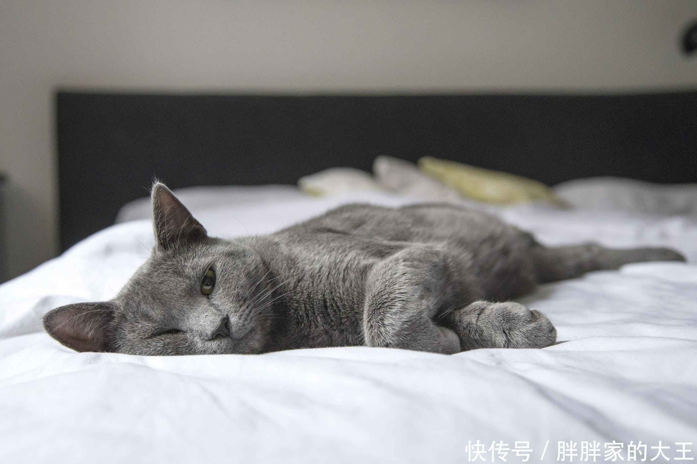 猫咪肾衰死前的症状