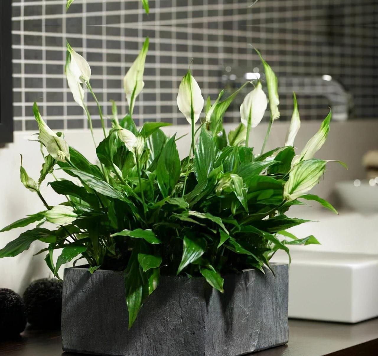 “10种花”好养又漂亮,有点散光就“生长”,花叶俱美,富贵大气