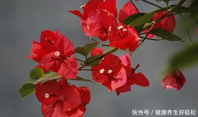 养7种花,浇水容易冻死,干养才是过冬的“法宝”!