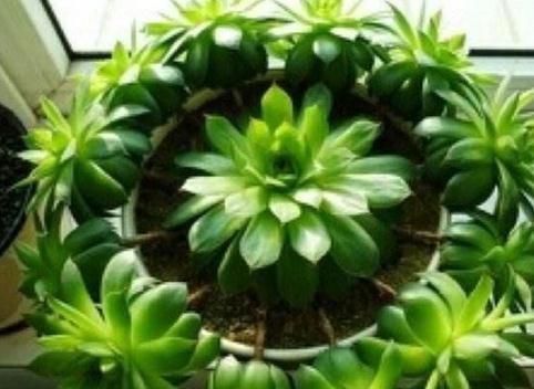 合适多肉新手种植的9种肉肉,新手的福音,最好养的肉肉