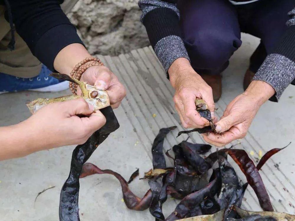 皂角树|儿时煮成糖水喝,如今改名后成名贵食材,2百一斤,却少有人种植