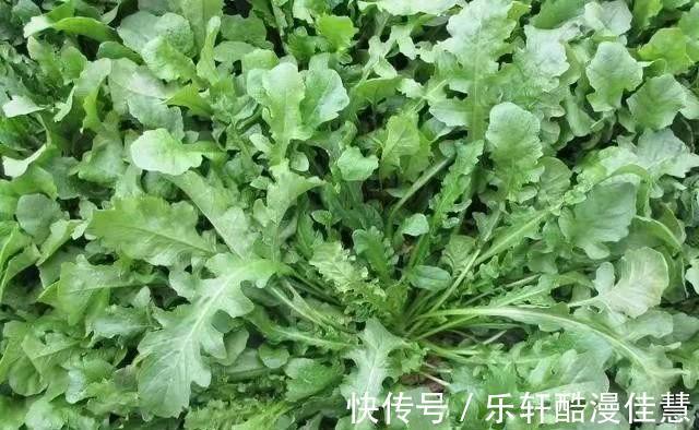 维生素b1|入冬碰到这菜，直接囤10来斤，营养很高，处理好放大半年也不坏