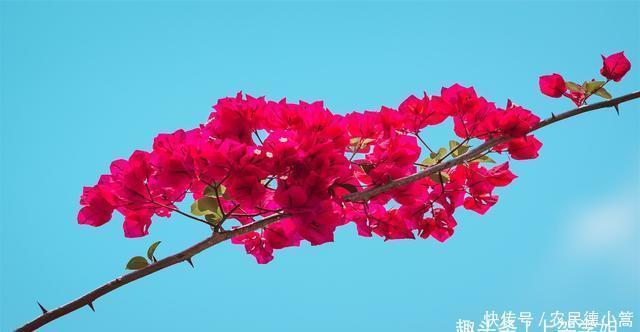 自别|自别后,音尘绝,思念瓣瓣成殇