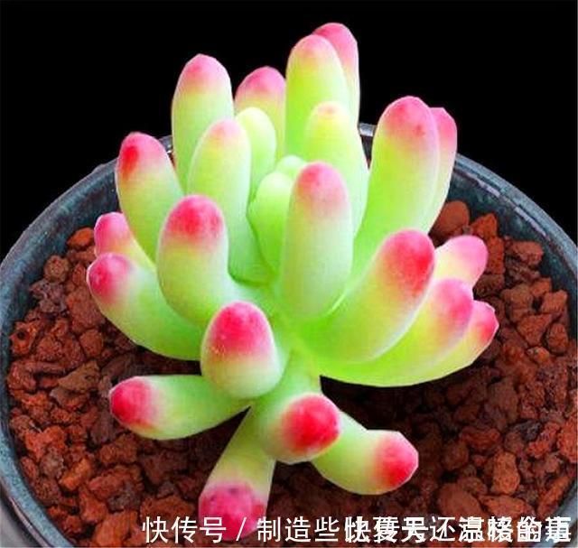 养护|多肉乙女心养护新方法,化整为零,养成果冻色大老桩
