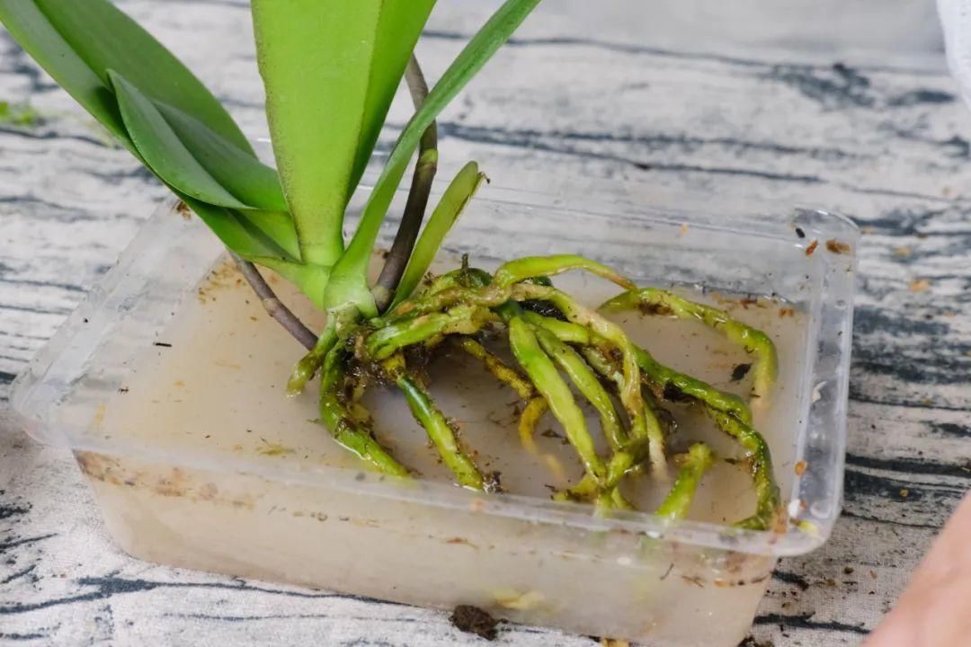 浇水|警惕秋老虎，别让你的花，度过夏天，却死在秋天