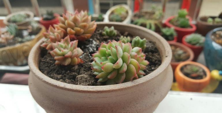 光照|多肉度夏难易招虫?选这3款普货盆栽,漂亮,还不用费神照顾