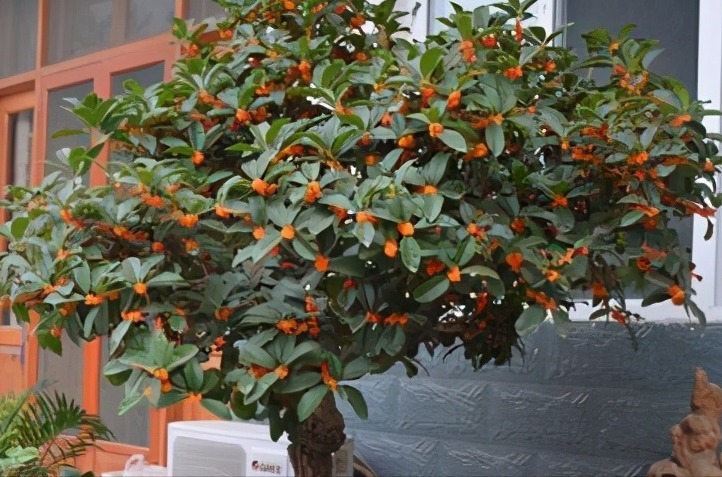 门前栽桂花,人前显富贵!新买的做好4点,缓苗快,花满枝