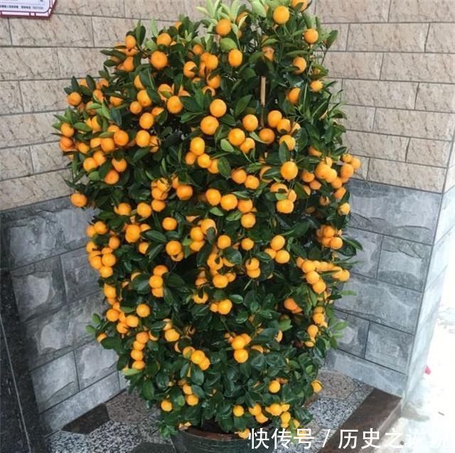 阳台上|4种性价比超高的盆栽,既是盆景又是果树,少抽两包烟也要养一盆