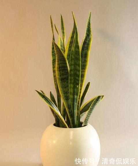 新手虎皮兰开花见过吗照着几点养护,虎皮兰开花爆盆不是难题