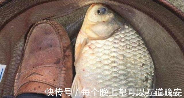 饵料|这东西常人难以接受,却是很不错的钓鱼饵料,钓鲫鱼鲤鱼效果绝佳