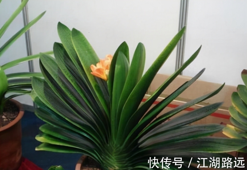 冬天爱喝烧酒的3种花卉,隔7天喂两滴,叶片肥厚,绿油油