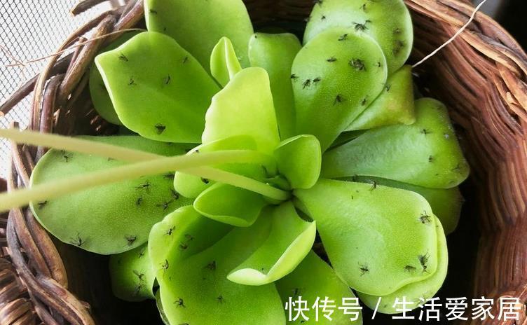 虫害|秋季养好多肉的小技巧在于把握住这4个细节