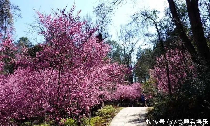 一条街|春城春意浓，西山区赏花正当时