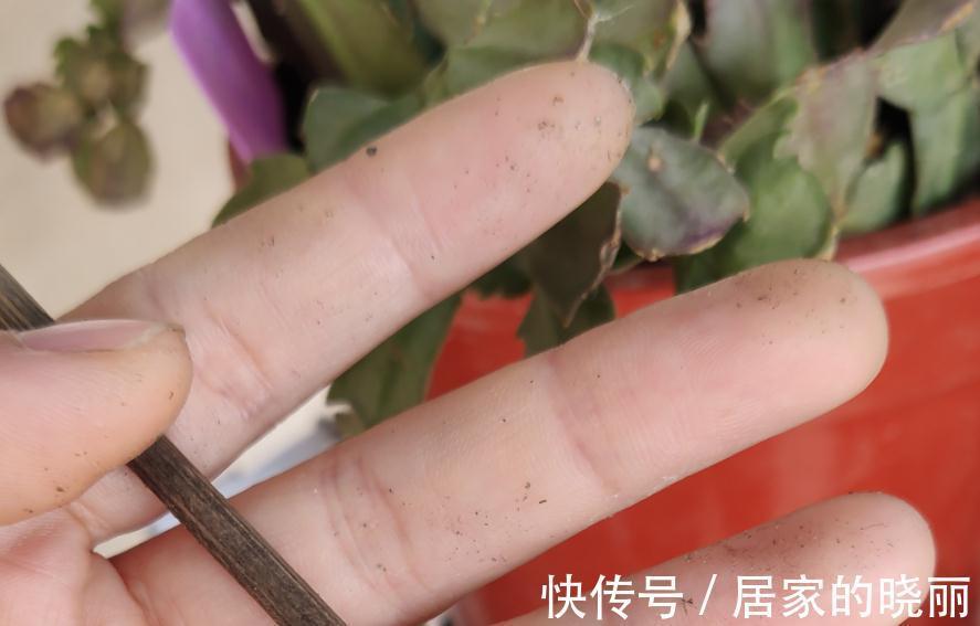 夏季蟹爪兰叶片萎蔫还烂根,实践告诉您是这些地方没做好导致的