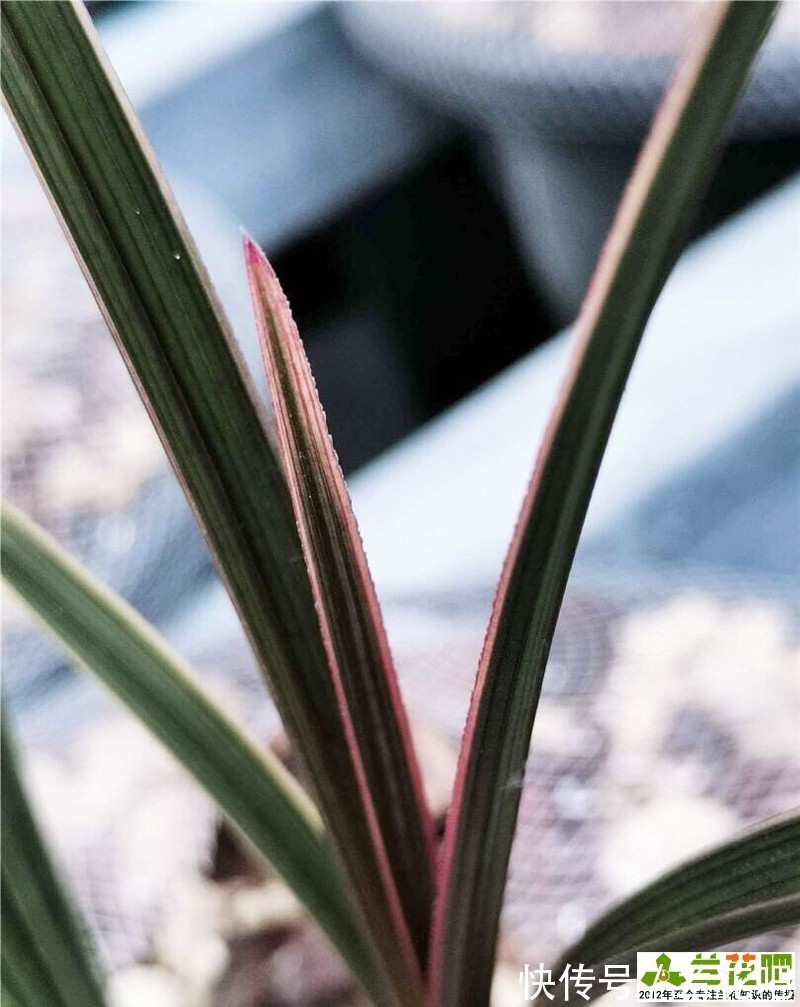 进化|边艺兰花施肥会退艺吗?应该施什么肥?