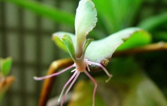 氧气|此物家里养它不吉利,屋外置养益处多,值得一看