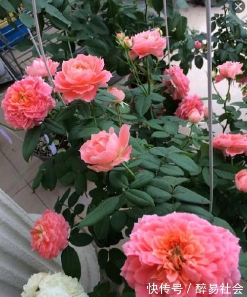 花瓣|10年老花农养月季,只选这3种,开花美极了,是盆栽佳品!