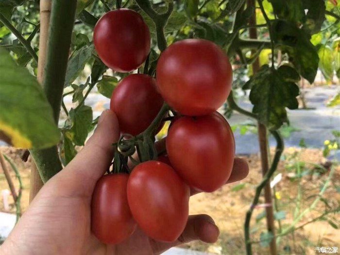 自驾奇骏观赏初春油菜花，采摘小番茄