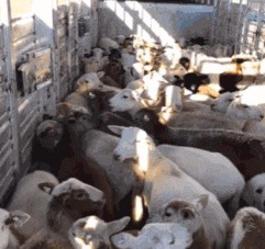 |搞笑GIF:女生喝多了什么都做的出来,她最后那几下是什么意思?